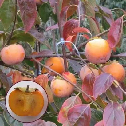 Пам'яті Черняєва