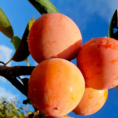 Соснівська