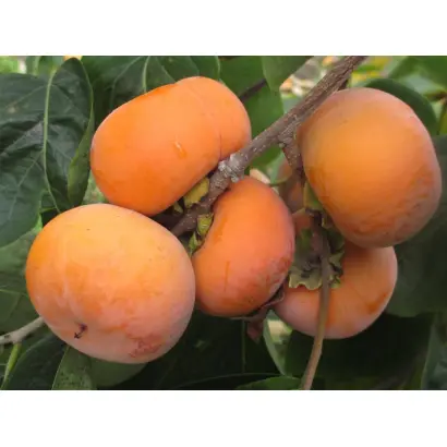 Ювілейна Косенка