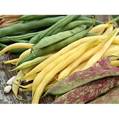 Сокільчанка