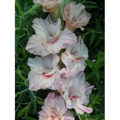 Чарівний Ранок