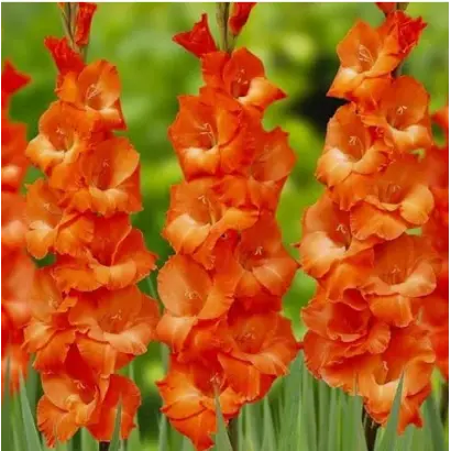 Гимн Космонавтам / Гімн космонавтам