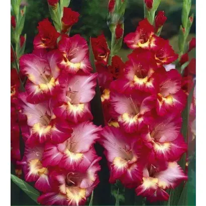 Драма (453 РС) / Драма