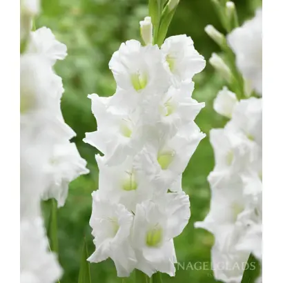 Норзерн белл / Нордерн Белл