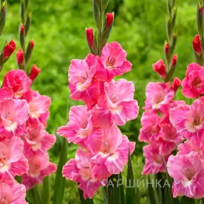 Пинк Проспектор / Пінк Проспектор