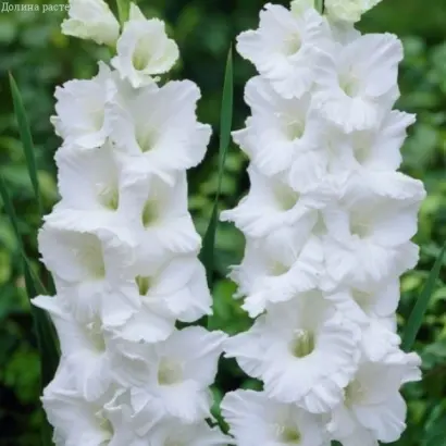 Сандерклауд