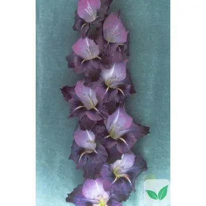 Сапфировая тайна / Сапфірова тайна