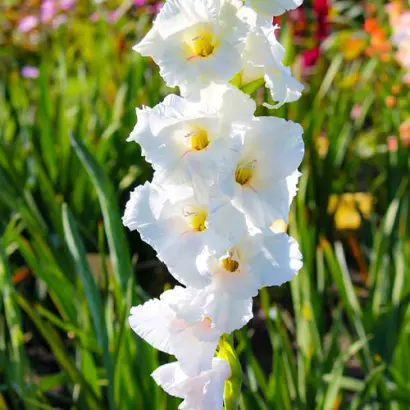 Уайт Фростинг / Уайт Фростінг