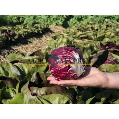 Vasari / Васарі