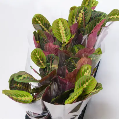 Maratoneta / Маратонета