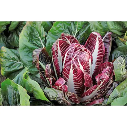 Galanti / Галанті