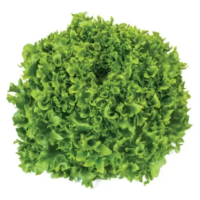 Kethel / Кейтел