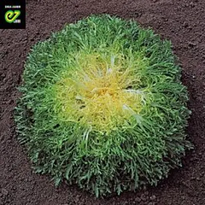 Cuartana / Куартана