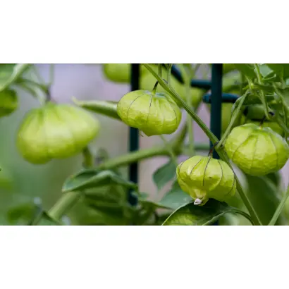 Дачный / Дачний