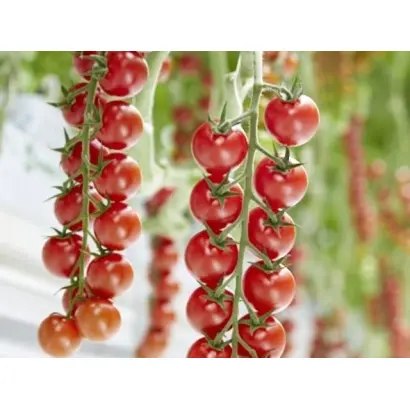 ФРЕЙЗЕР ПАРАДАЙЗ