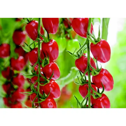 САНСТРИМ ЭЛОН