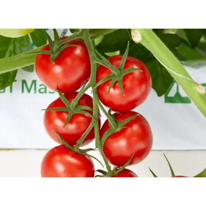 АВАЛАНТИНО РЕЙ