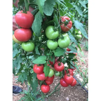 ВЕРМИЛЕНЗА