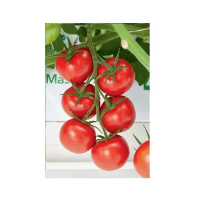 АВАЛАНТИНО САЛЬСА