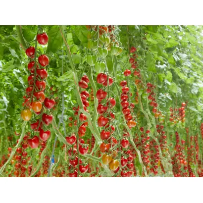 САНСТРИМ ЛАУ