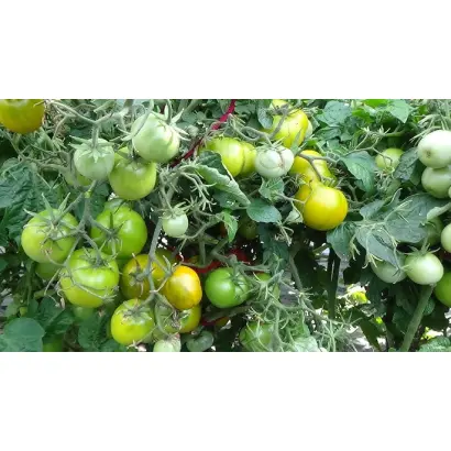 СКАЗОЧНЫЙ ГНОМ