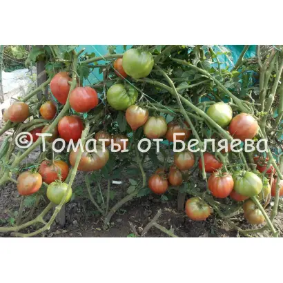 ПУРПУРНОЕ СЕРДЦЕ