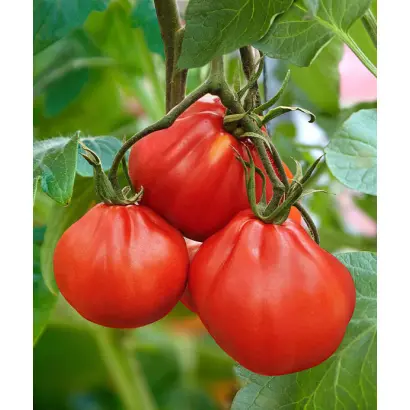 МАМИН ЛЮБИМЫЙ