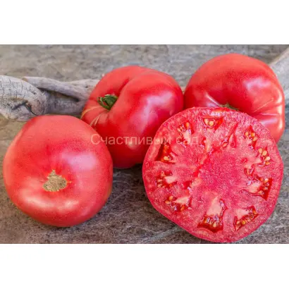 ЗОЛОТЫЕ СОТЫ