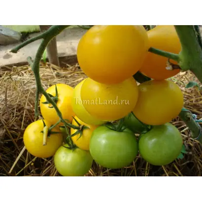 ЛИМОННЫЙ МАЛЬЧИК