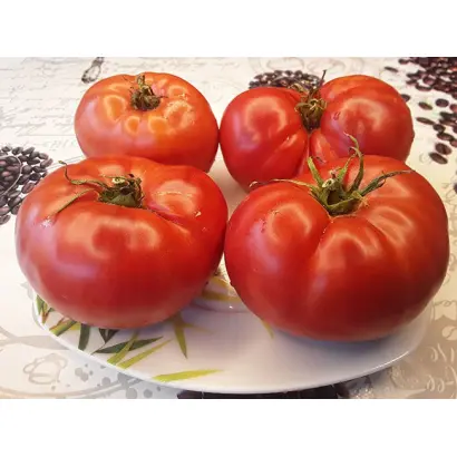 КРАСНО ПУЗО