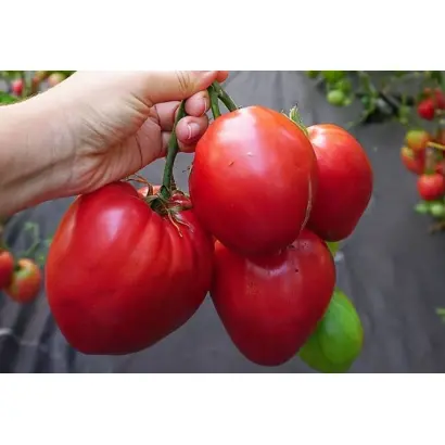 САХАРНАЯ ГИРЛЯНДА