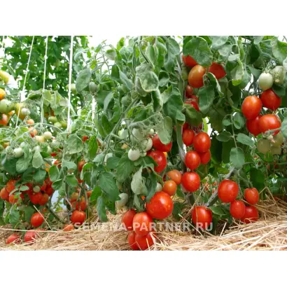 МАЛЕНЬКОЕ ЧУДО