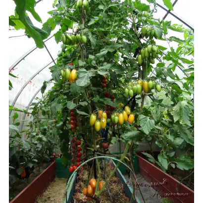 ЗЕЛЕНЫЙ КОТЯ