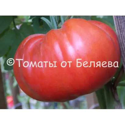 РОЗОВЫЙ БОГАТЫРЬ