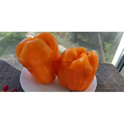 ОРАНЖЕВЫЙ БЫК