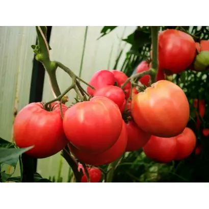 ШУРЫГИНСКИЙ