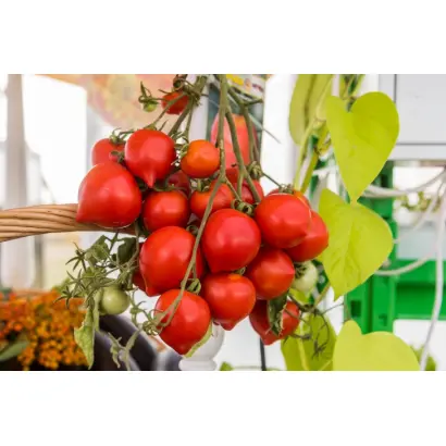 ГИГАНТ НГАУ