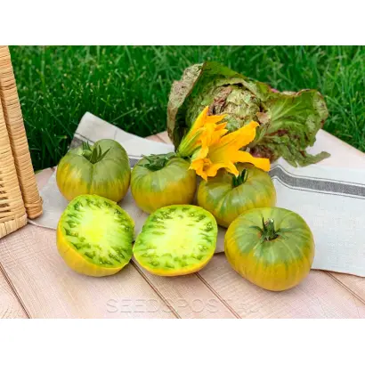 ФИСТАШКОВЫЙ ВЕЛИКАН