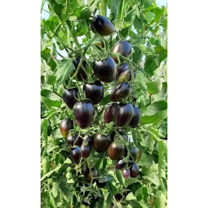 ЗВЕЗДОПАД В АВГУСТЕ