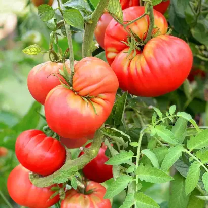 МОГУЧАН СТЕПАНОВА