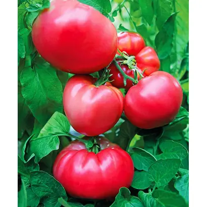 РОЗОВЫЙ КЛАД