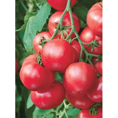 МАЛИНОВЫЙ ПЛУТ