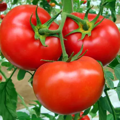 РОДИТЕЛЬСКИЙ ДОМ