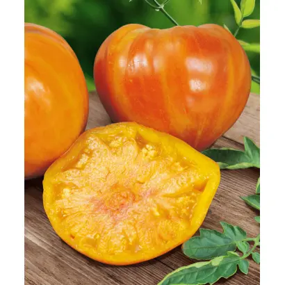 СЛАДКИЙ ЯНТАРЬ