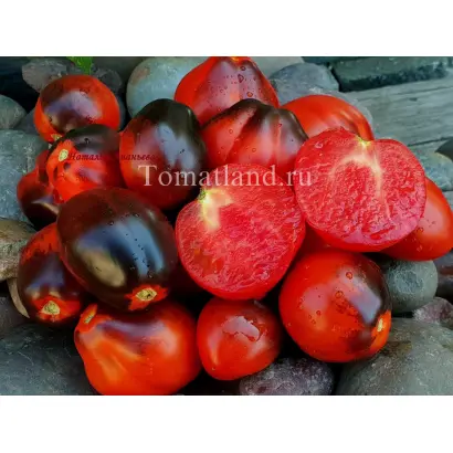 ТЕМНЫЙ ЛОРД