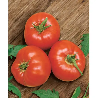 БЕЛГОРОДСКИЙ