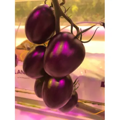 УЛЬТРАВИОЛЕТ