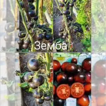 ПАМЯТИ КВАСНИКОВА