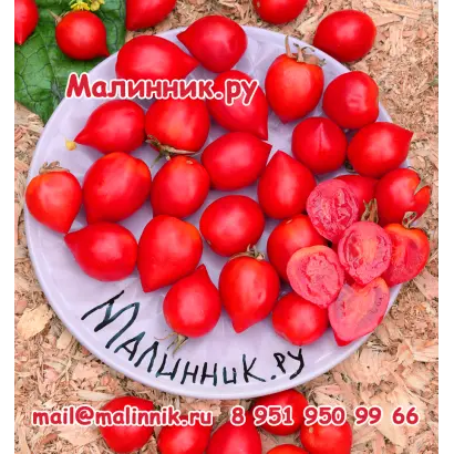 ЖАРКИЙ ПОЦЕЛУЙЧИК