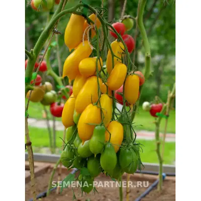 ЖЕЛТАЯ НЕЖНОСТЬ